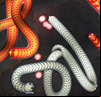 Little Big Snake