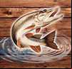 Fish rain