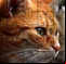 Jigsaw Puzzle Cats