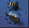 Cursed Winds